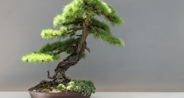 Bonsai Çiçeği