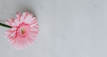 Gerbera