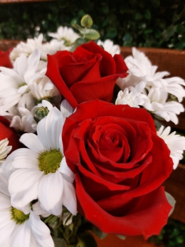 Vazo`da Papatya ve Güller