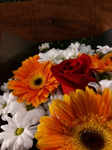 Siyah Buketlik ve Turuncu