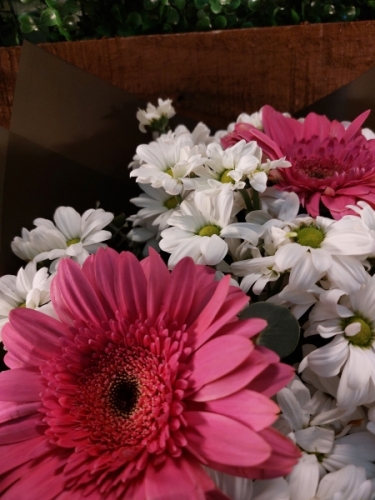3 Gerberia