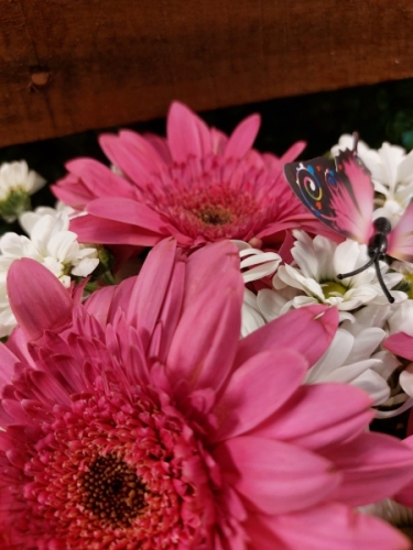 Fanus da Pembe Gerberia