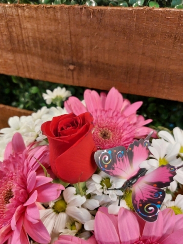 Fanus da Gerberia ve Gül