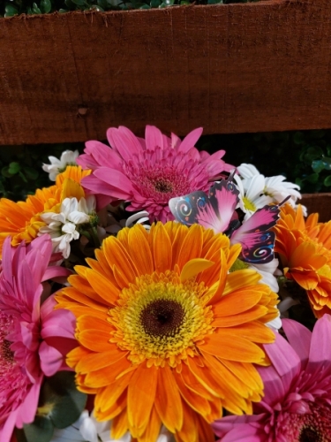 Fanus da Renkli Gerberialar