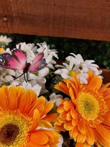 Fanus da Papatya ve Gerberia