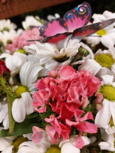 Fanus da Papatya ve Renkler