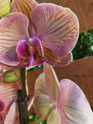 Mor Kırçıllı Orkide