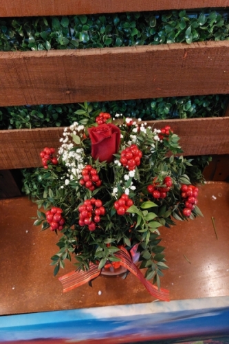 1 Gül 12 Kokina Fanus