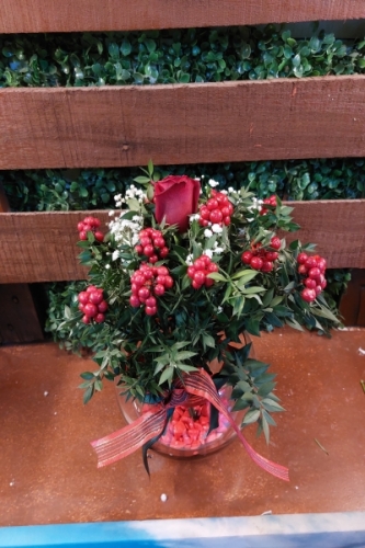 1 Gül 12 Kokina Fanus