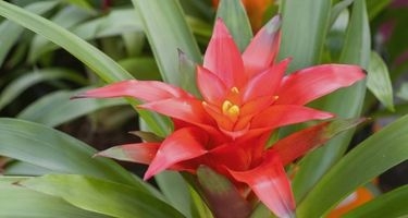 Guzmanya/Guzmania Çiçeği